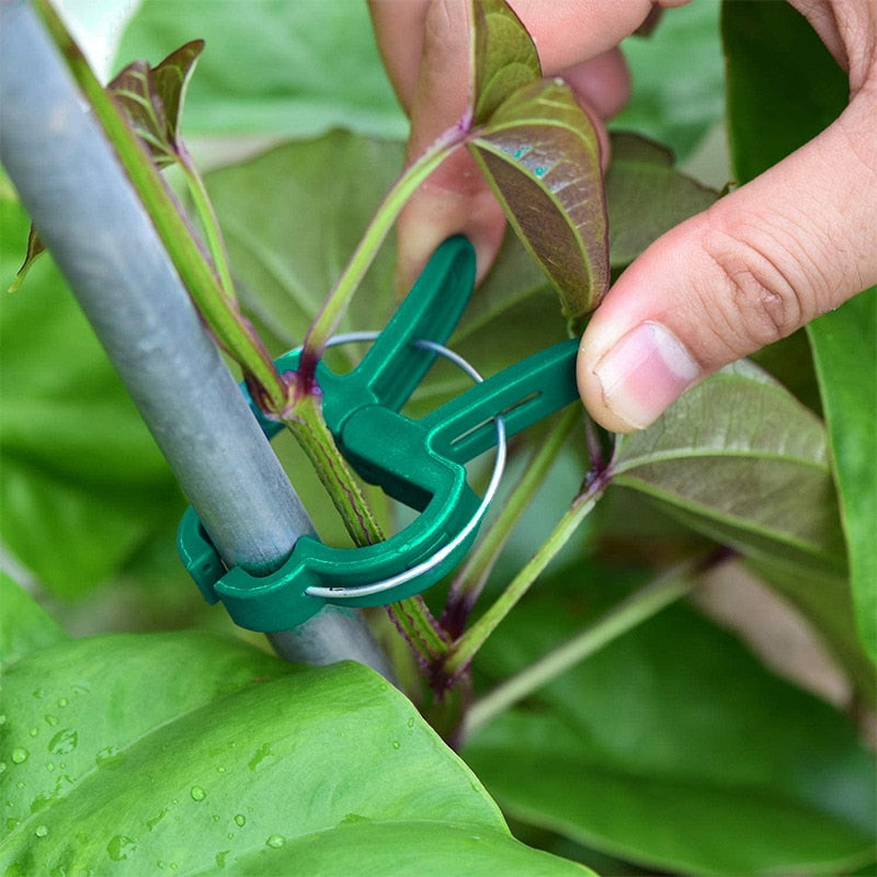 Grampo para fixar plantas